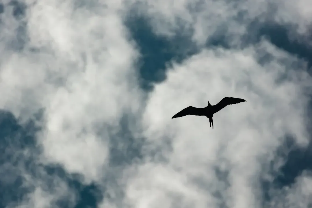 Conclusion: When You Look at a Bird, Remember Who Flew First (Image Credits: Unsplash)