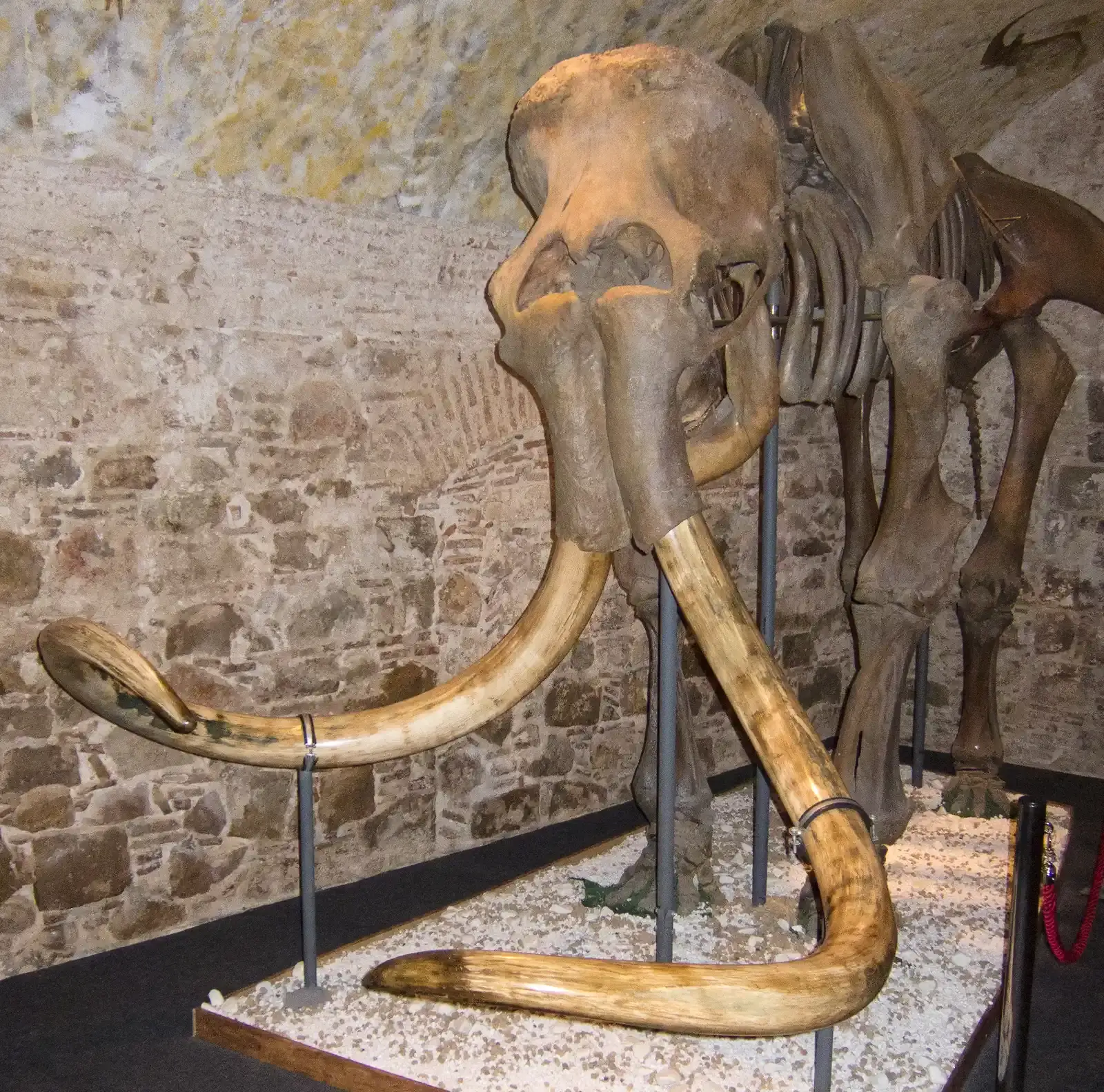 #10 - Tusks Weren't Simple, One-Purpose Weapons (Mammoth tusksUploaded by FunkMonk, CC BY-SA 2.0)