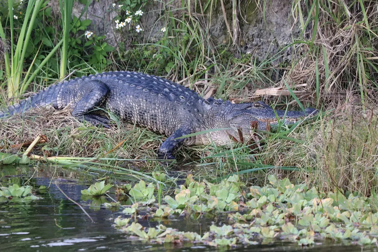 Supporting Collaborative Conservation Partnerships (Image Credits: Pixabay)