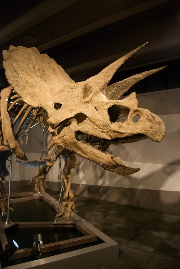 Dinosaur “Horns” and Crests as Natural Musical Instruments (Ash Berlin, Flickr, CC BY-SA 2.0)