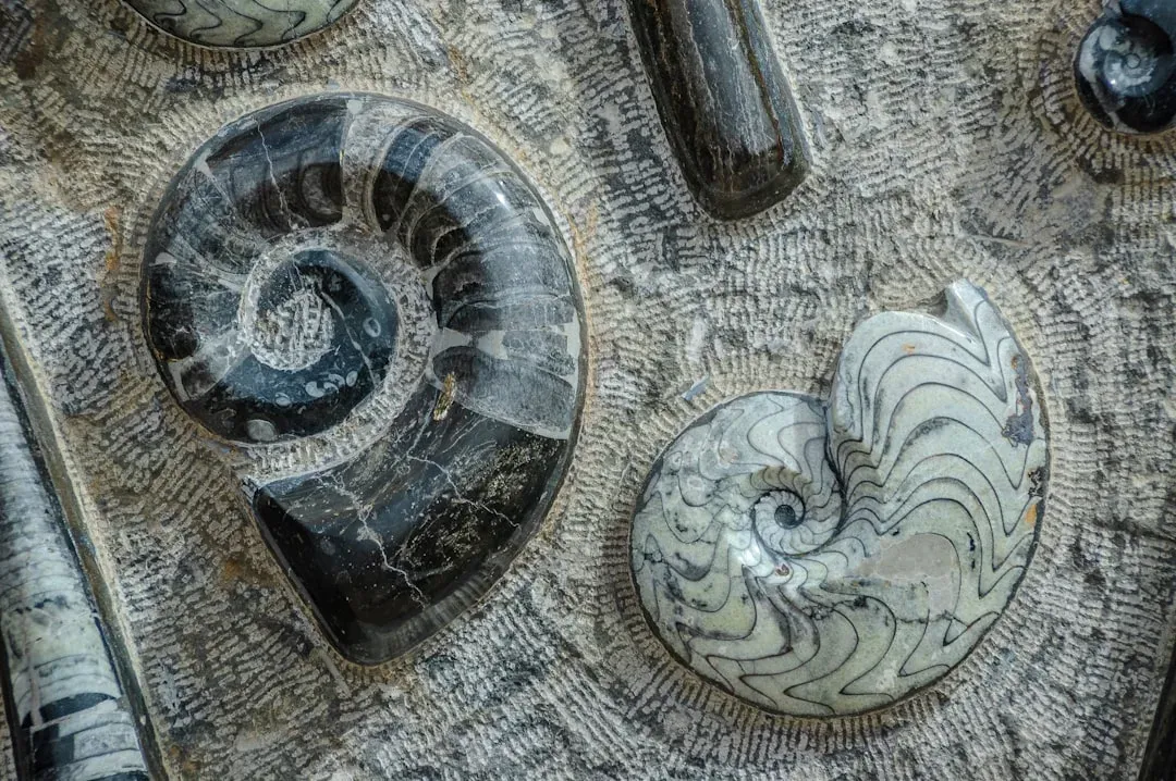 What Seashells on Mountains Reveal About Earth’s Past Climate (Image Credits: Unsplash)