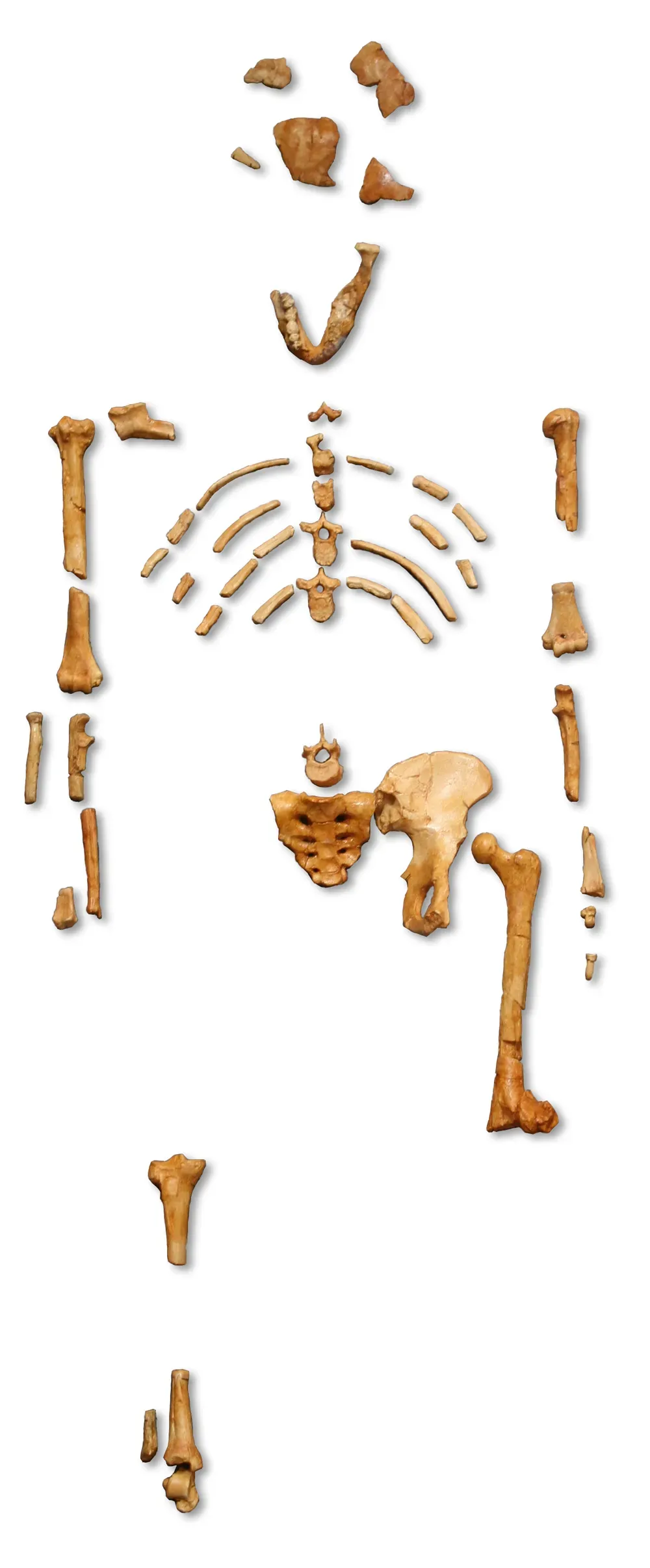 1. Lucy: The Small Skeleton That Made Us Stand Up (own picture worked with photoshop, CC BY 2.5)