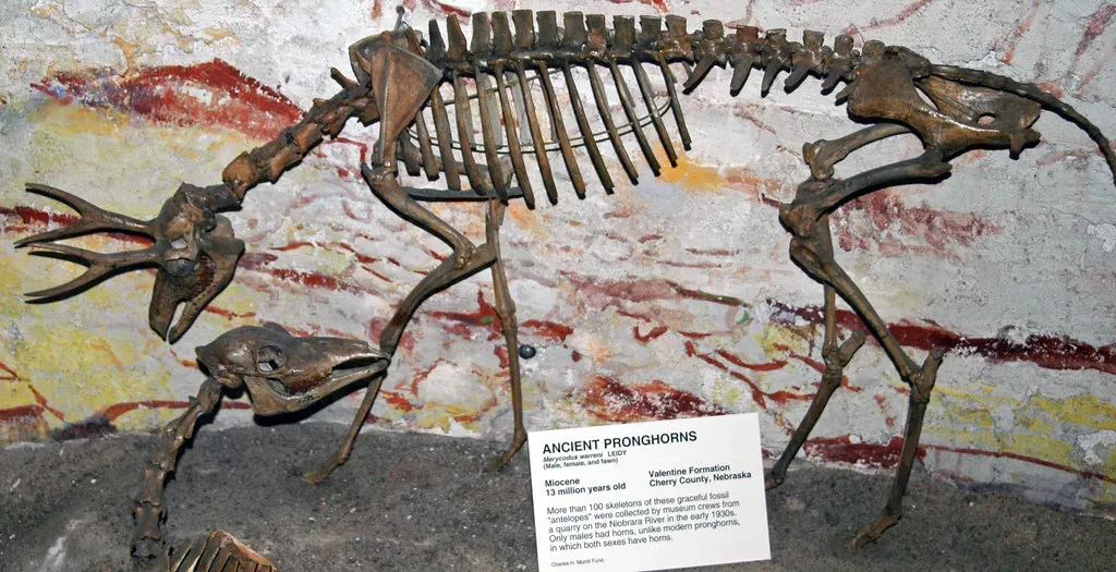 #11 - The Ghost Predator That Built the Pronghorn's Speed (James St. John, Flickr, CC BY 2.0)