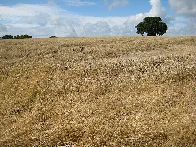 #1 Grass and Grain Laid Down Like Brushstrokes (From geograph.org.uk, CC BY-SA 2.0)