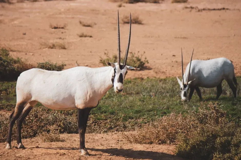 #4 - Arabian Oryx: Officially "Extinct in the Wild," Then Back on the Plains (Image Credits: Pexels)