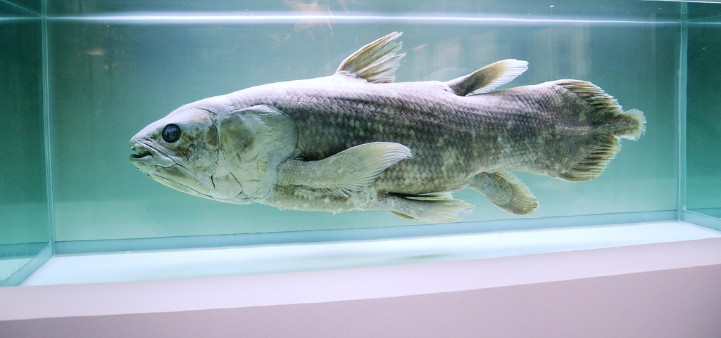 Coelacanths: The Fish That Time Forgot (Image Credits: Flickr)