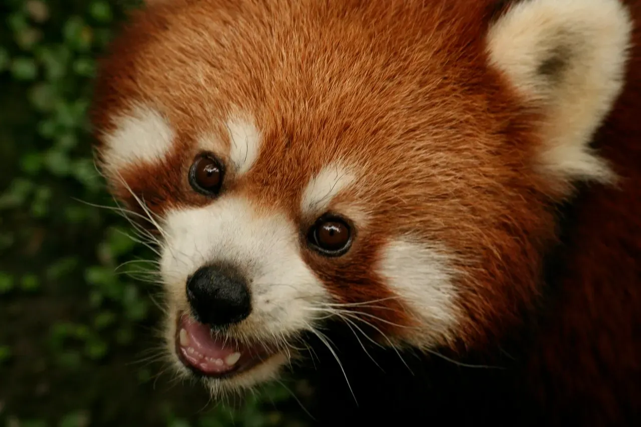 Are we being manipulated by cute? The ethical gray zone (Cuteness X 10, CC BY 2.0)