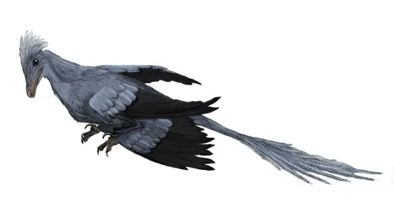 Microraptor: The Four-Winged “Crow” of the Cretaceous (By Matt Martyniuk, CC BY 3.0)