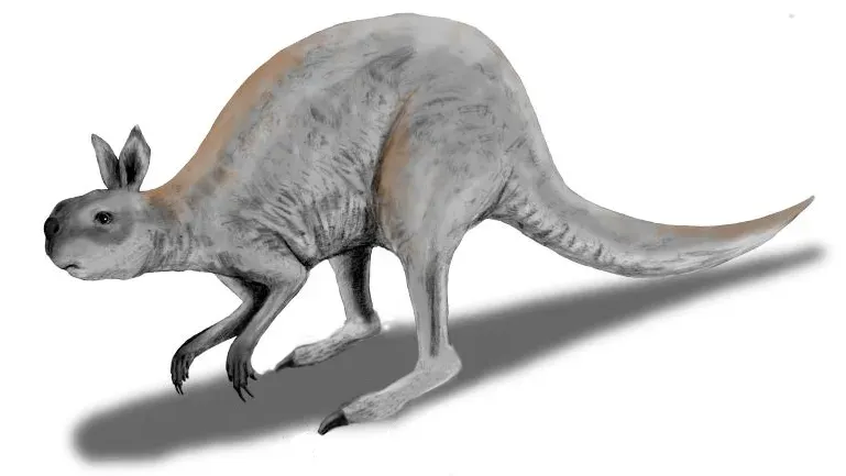 #10 - Procoptodon: The Short-Faced Kangaroo That Didn't Hop (By Nobu Tamura, CC BY 3.0)