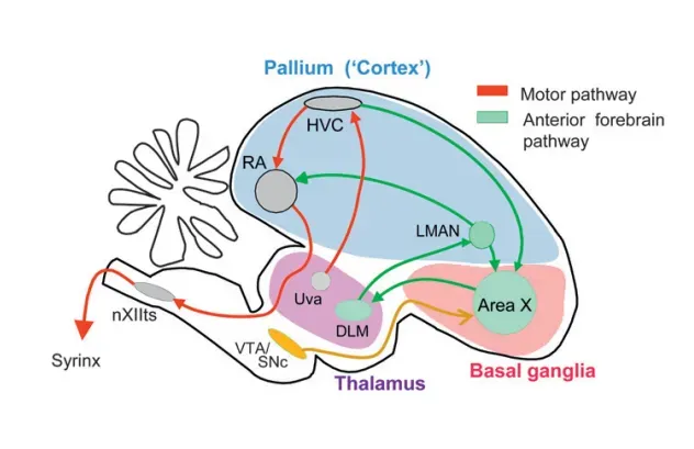 The Living Bridge: What Modern Birds Reveal About Dinosaur Minds (Image Credits: Wikimedia)