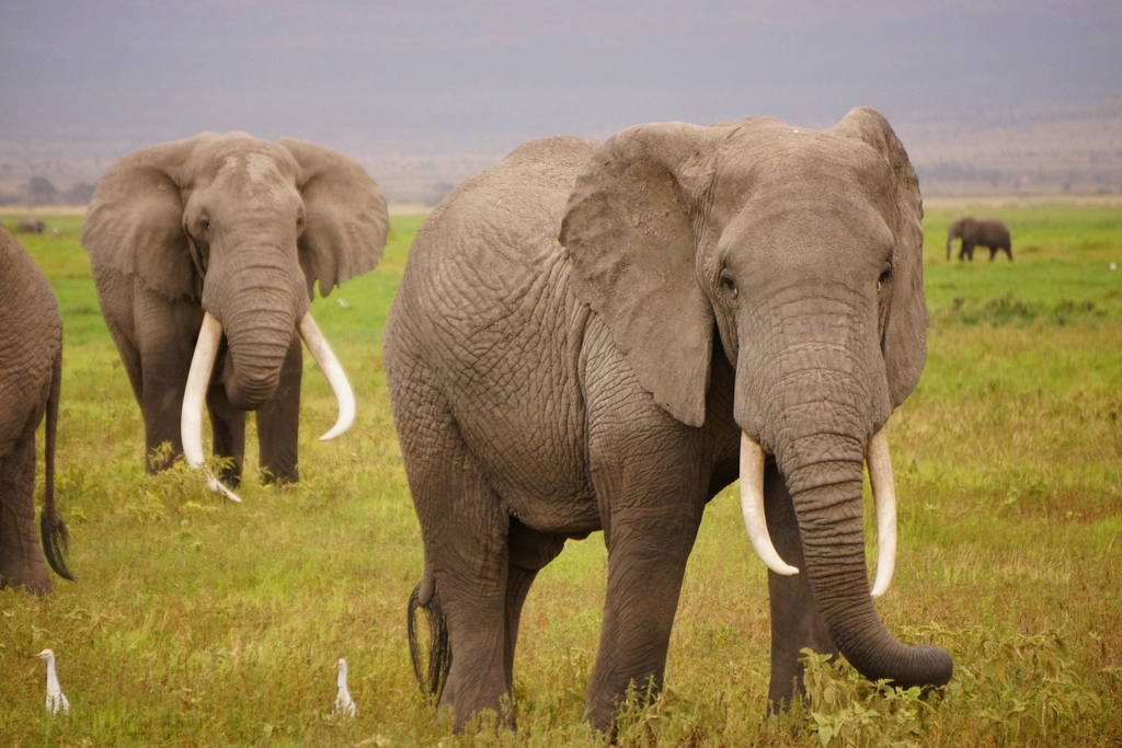 The African Elephant - A Living Tank (Image Credits: Rawpixel)