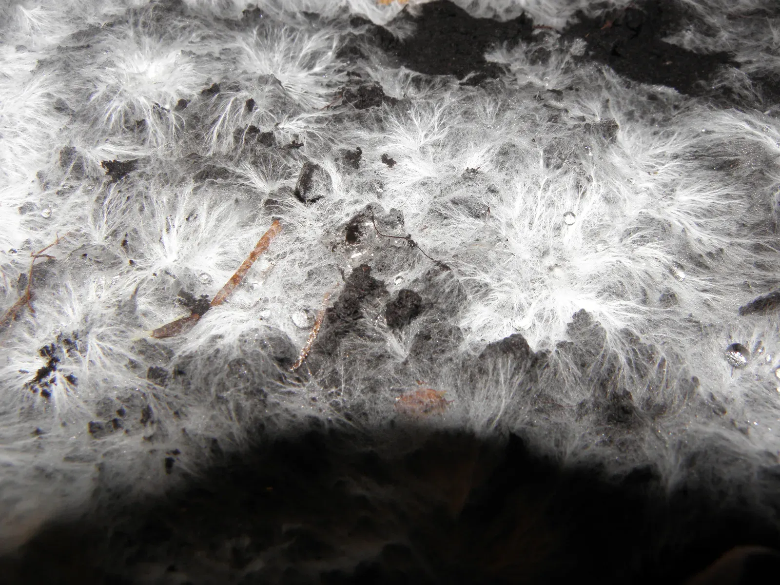 #2 – A Hidden Forest of Fungal Threads (By Rob Hille, CC BY-SA 3.0)