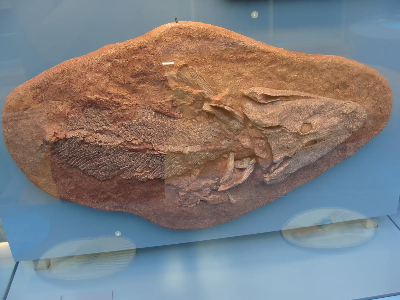 #10 - Tiktaalik Was the Missing Link Scientists Actually Predicted in Advance (By Esv - Eduard Solà, CC BY-SA 3.0)