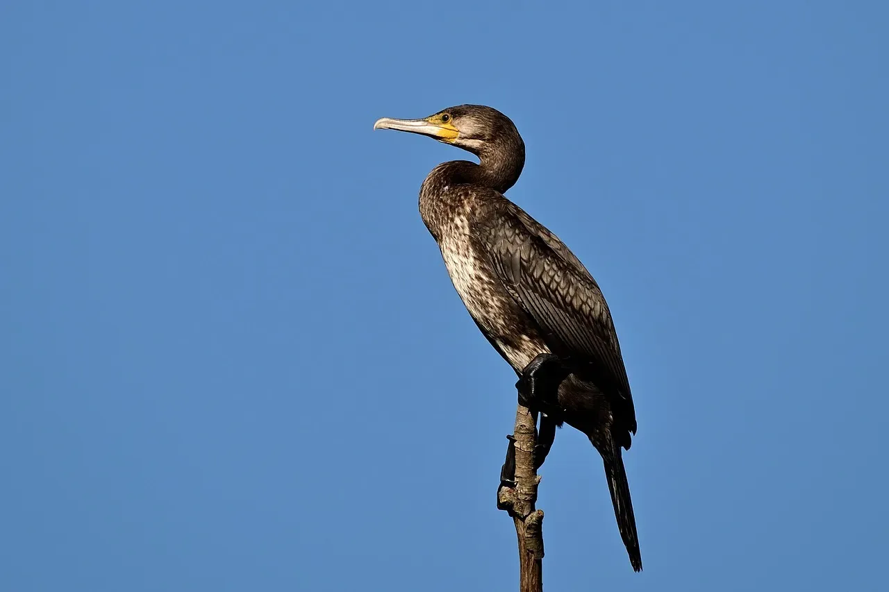 Why Other Birds Kept Both: The Auk and Cormorant Comparison (Image Credits: Pixabay)