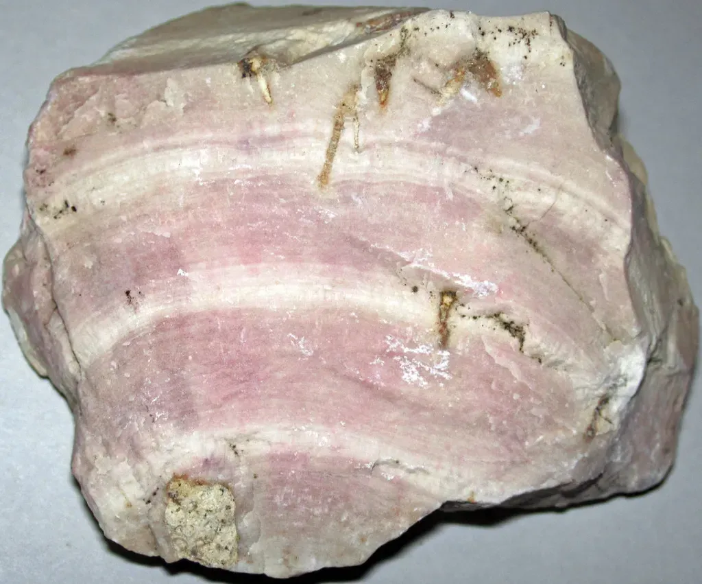 How Prehistoric Plants Rewrote the Atmosphere (Image Credits: Flickr)