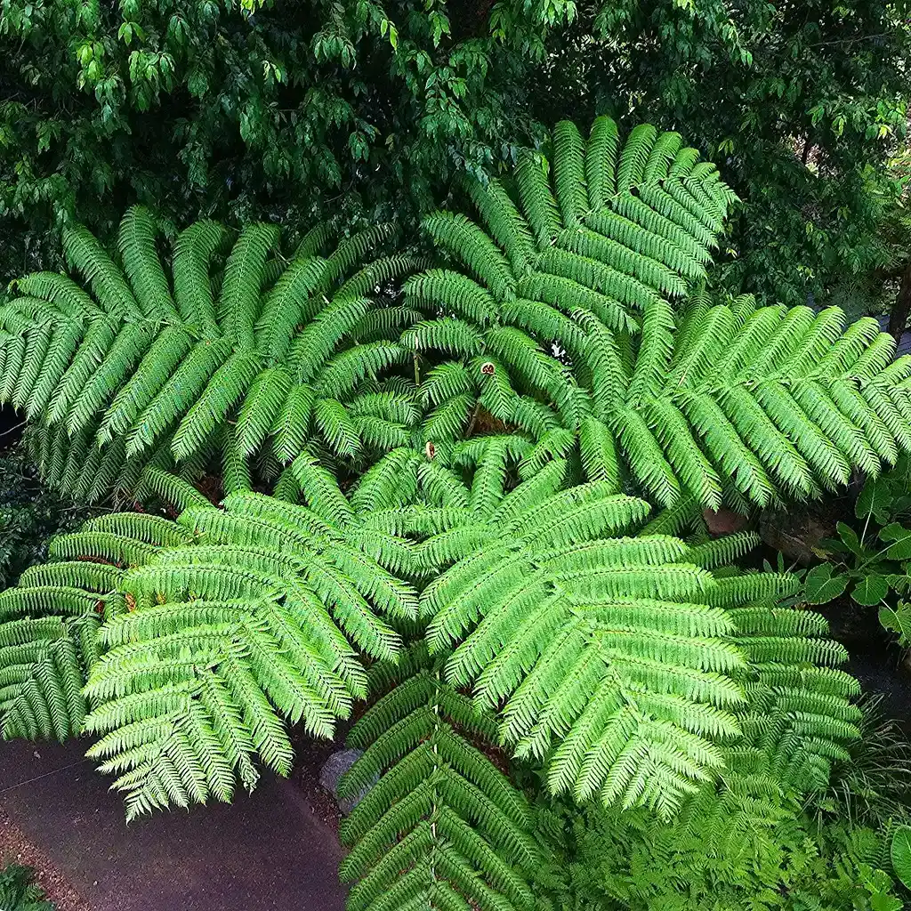 Ferns: The Ancient Survivors That Still Thrive Today (Image Credits: Flickr)