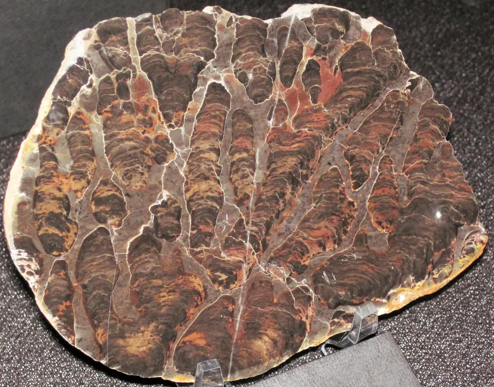 11. The Bitter Springs Formation, Northern Territory, Australia (Inzeria intia (stromatolite) (Neoproterozoic, ~800 Ma; Bitter Springs, Australia) 1, CC BY 2.0)