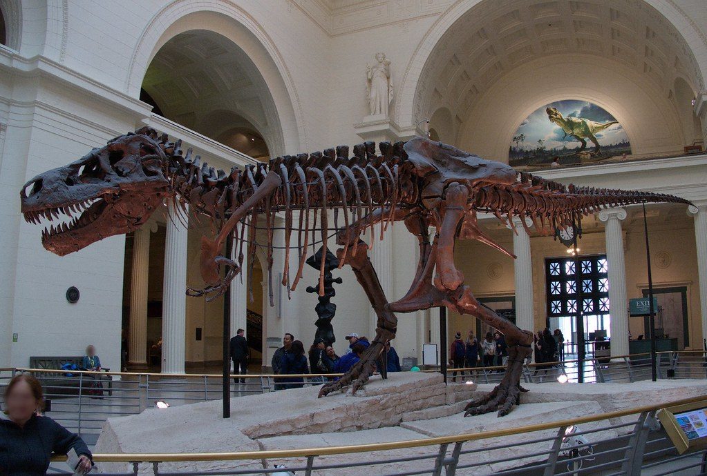 Sue the T. rex: The Most Complete Predator (Image Credits: Flickr)