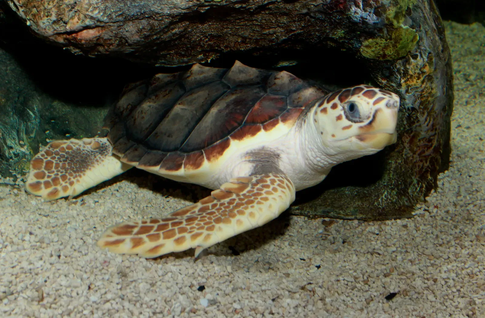 9. The Loggerhead Sea Turtle: An Ancient Traveler Facing a Modern World (Image Credits: Wikimedia)