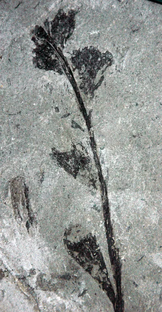 6. Fossilized Plants Helped Produce Every Drop of Coal, Oil, and Gas You've Ever Used (James St. John, Flickr, CC BY 2.0)