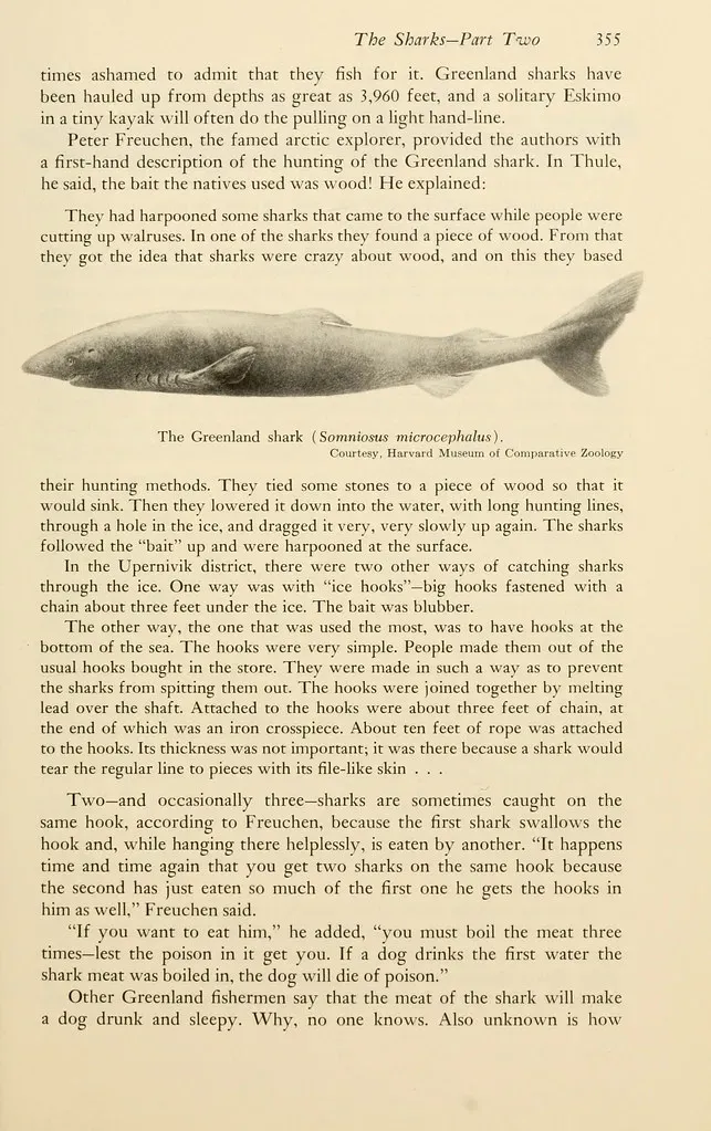 Fact 2: Aging This Shark Was a Scientific Puzzle for Decades (Image Credits: Flickr)