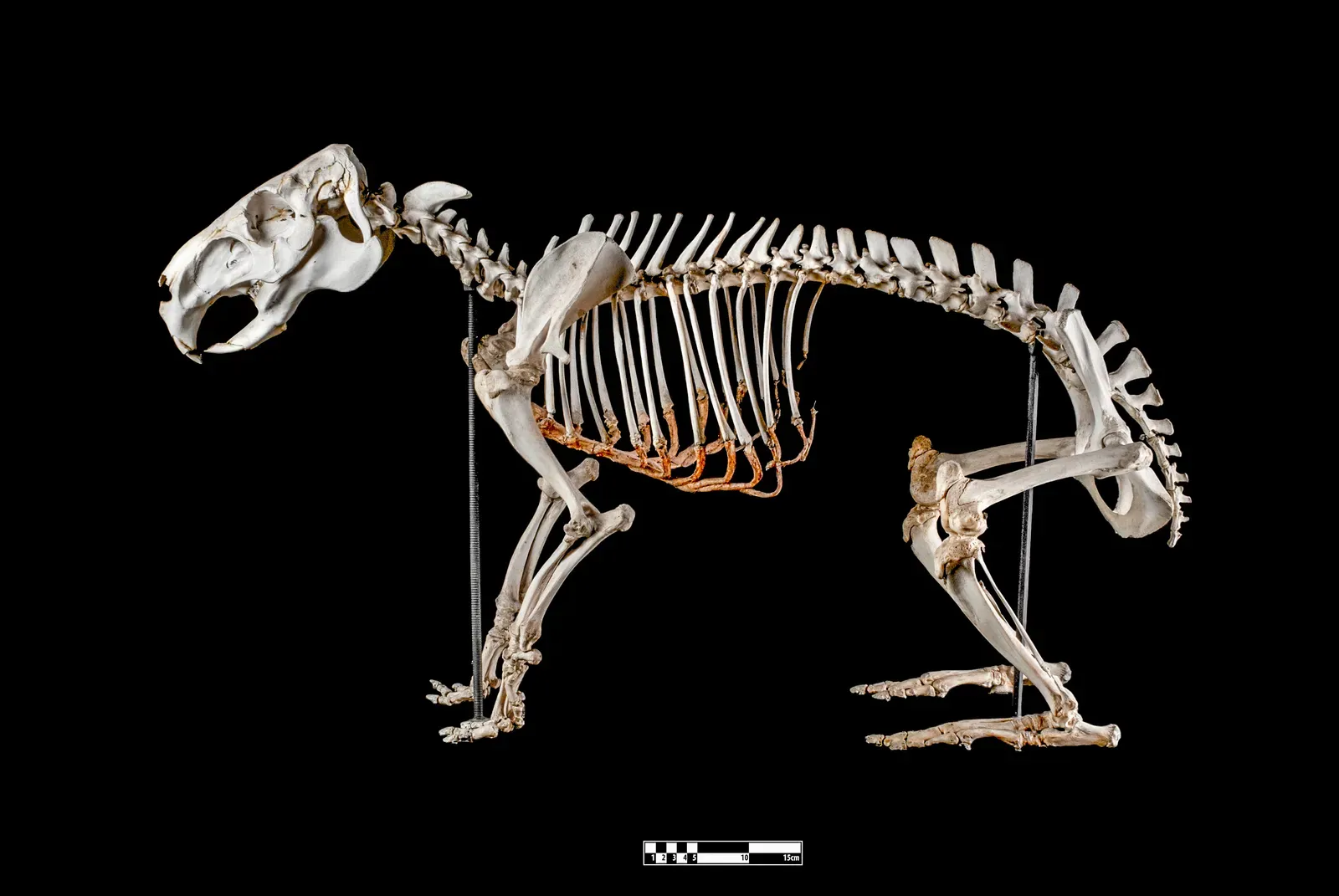 1. Early Mammals Were Far More Diverse Than Anyone Suspected (Museum of Veterinary Anatomy FMVZ USP, CC BY-SA 4.0)