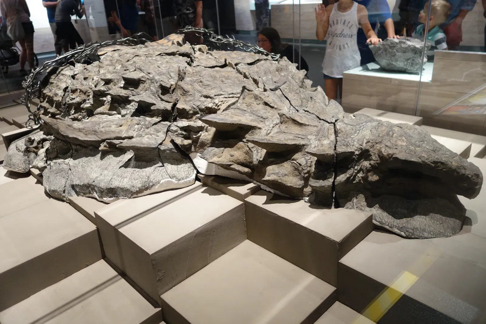 The Nodosaur Mummy with Intact Armor and Skin Texture (By Etemenanki3, CC BY-SA 4.0)