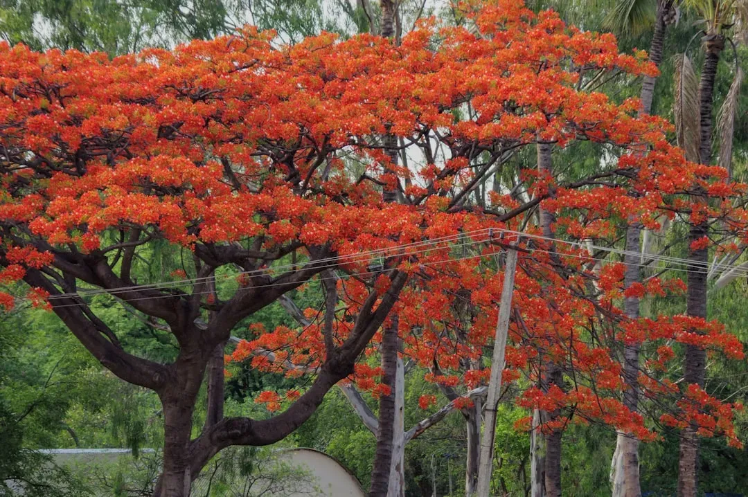 Leo – Royal Poinciana (Flame Tree) (Image Credits: Unsplash)
