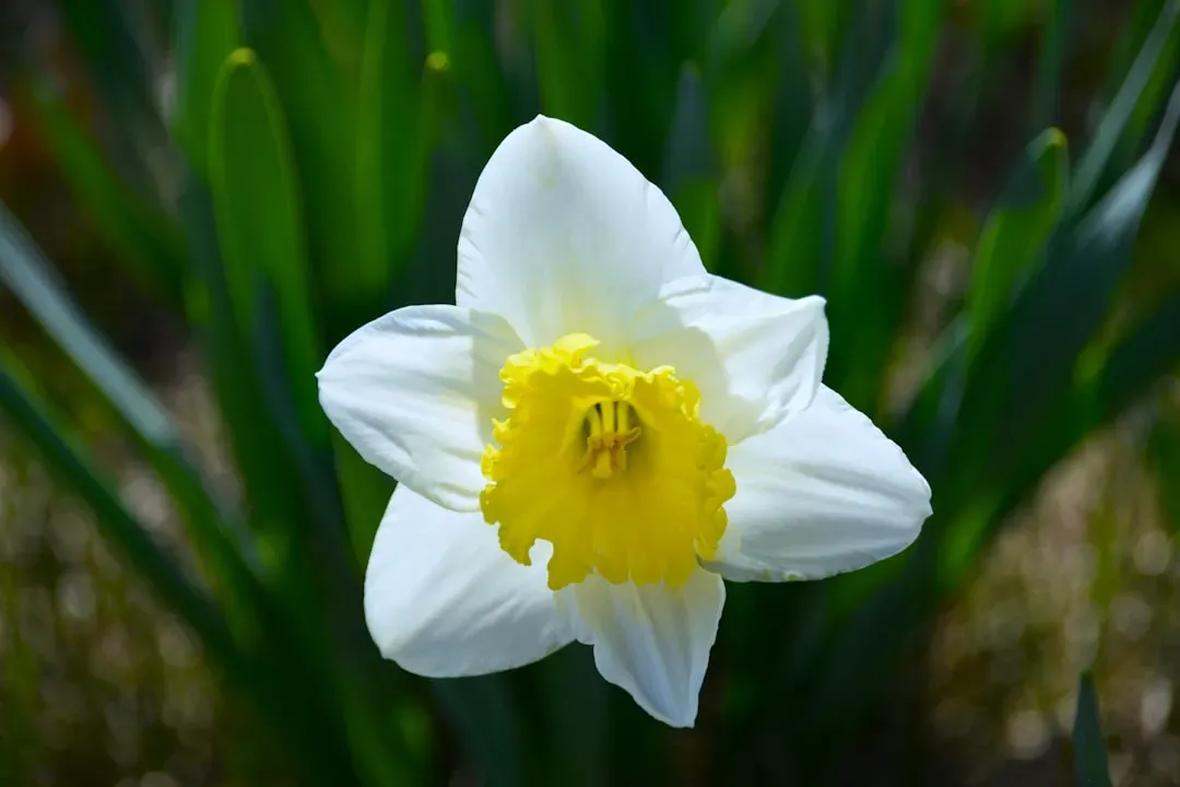 March: The Hopeful Daffodil (Image Credits: Unsplash)
