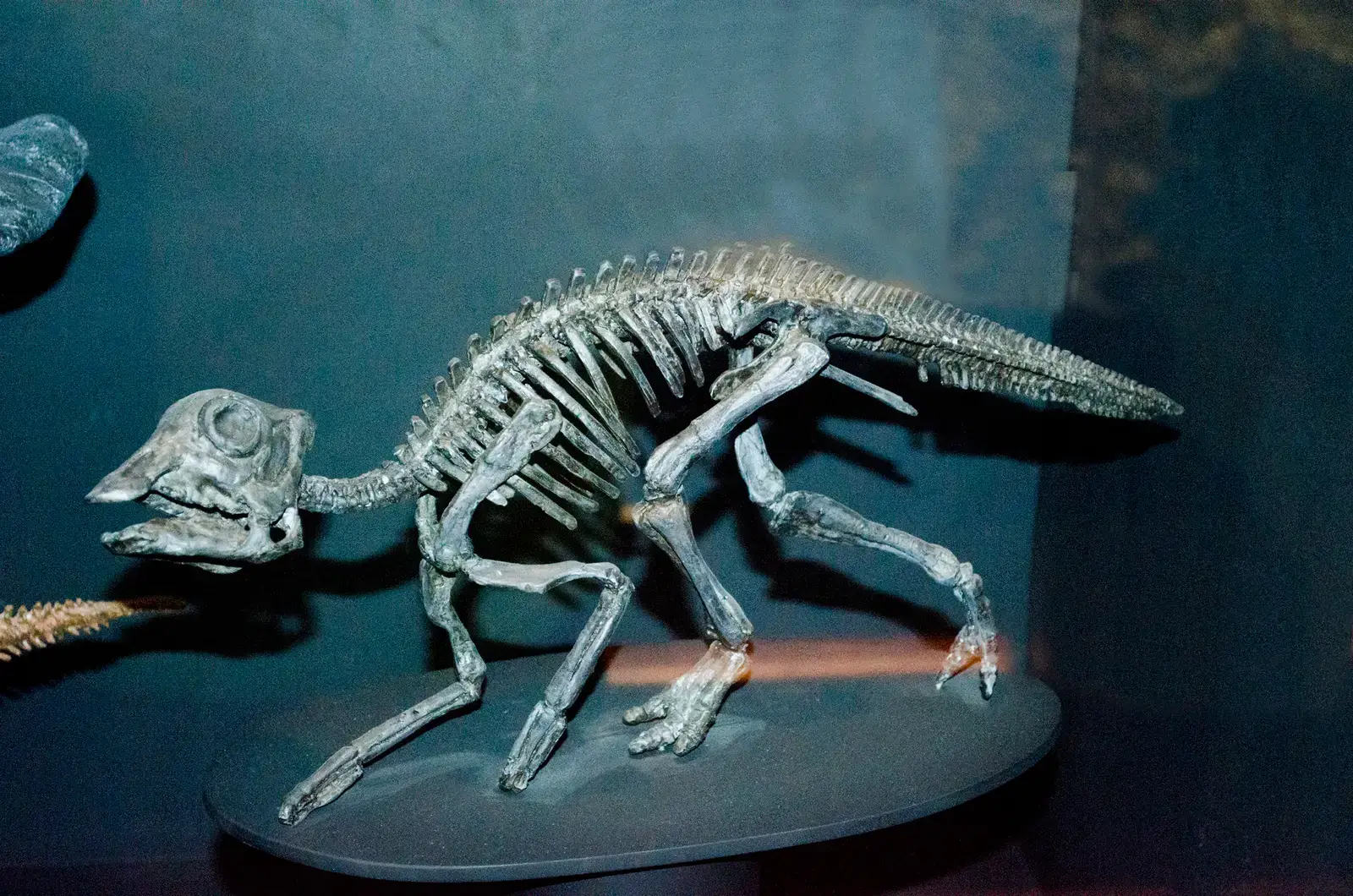 Growing Up Dinosaur: Slow Development and Extended Care (By Tim Evanson, CC BY-SA 2.0)