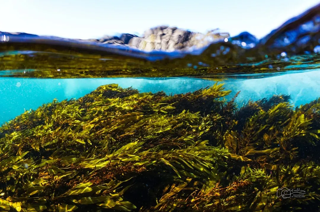 The Kelp Highway: An Underwater Route to a New World (Image Credits: Unsplash)