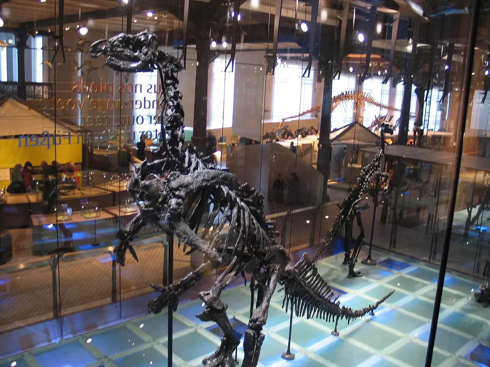 #9 - Iguanodon's Kangaroo Problem (By Paul Hermans, CC BY-SA 3.0)
