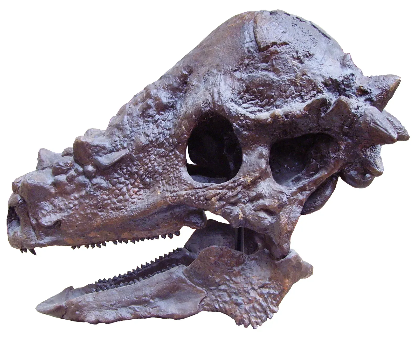 #7 - The Companion Dinosaur Facing the Same Identity Crisis (By Credit to - user Ballista from the English wikipedia., CC BY-SA 3.0)