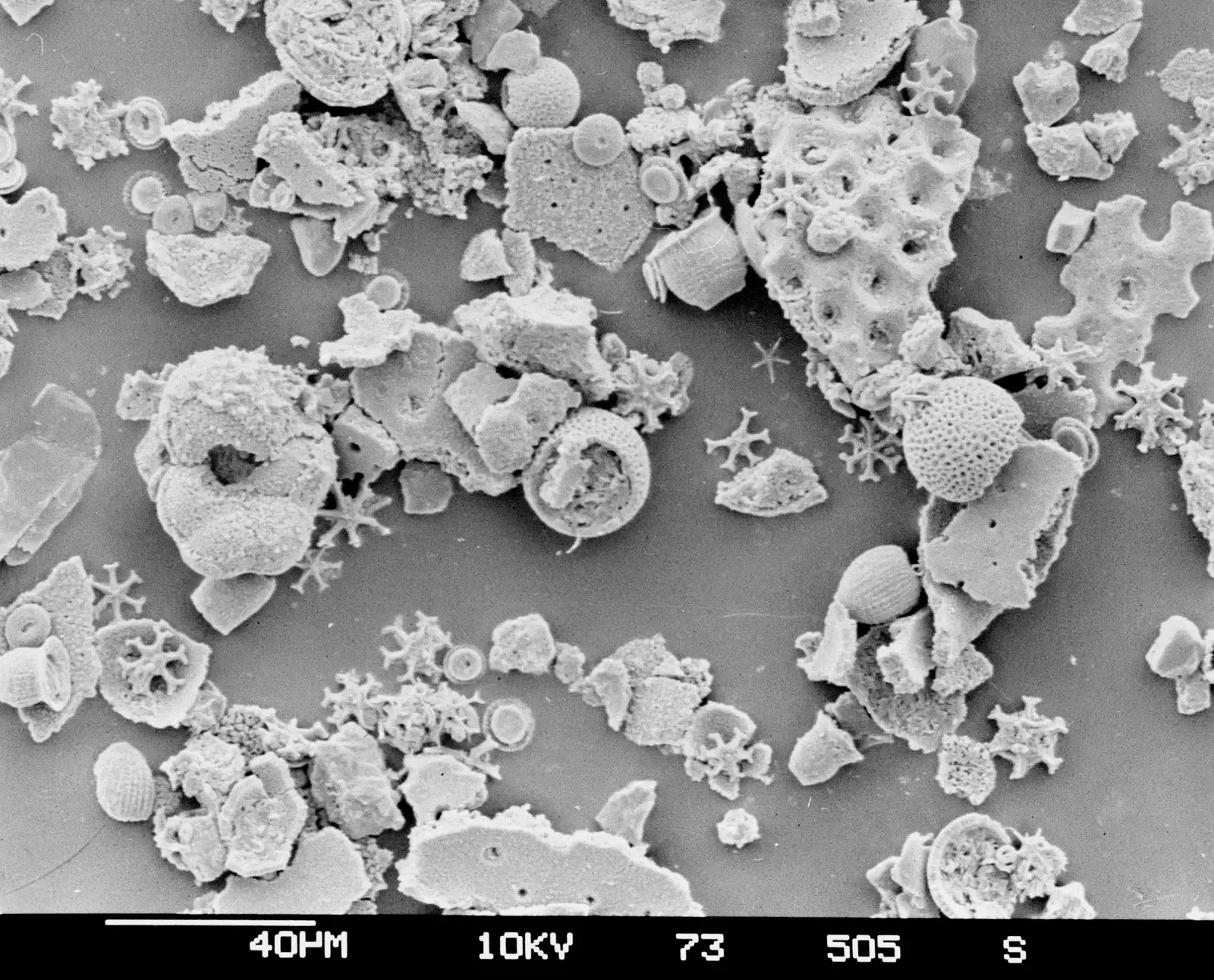 The Oldest Known Life on Earth - Found in Tiny Fragments (Image Credits: Wikimedia)