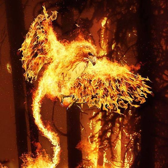 Scorpio: The Phoenix Rising from Perfectly Orchestrated Destruction (Image Credits: Flickr)