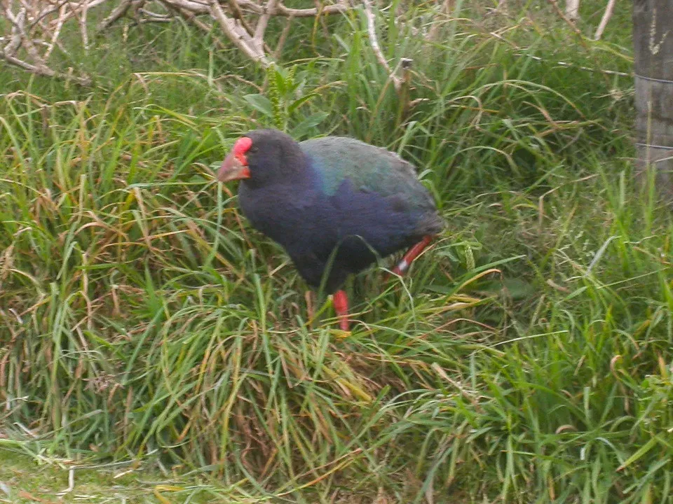 #24 - The Takahē's Return From New Zealand's Wilderness (sussexbirder, Flickr, CC BY 2.0)