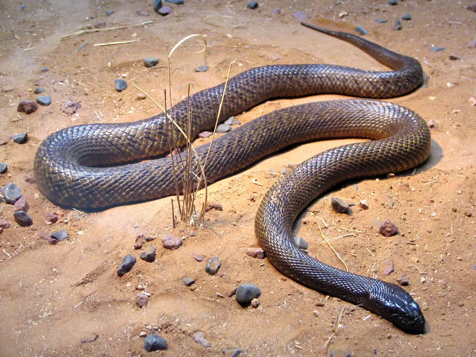 Scorpio: The Inland Taipan (Image Credits: Wikimedia)