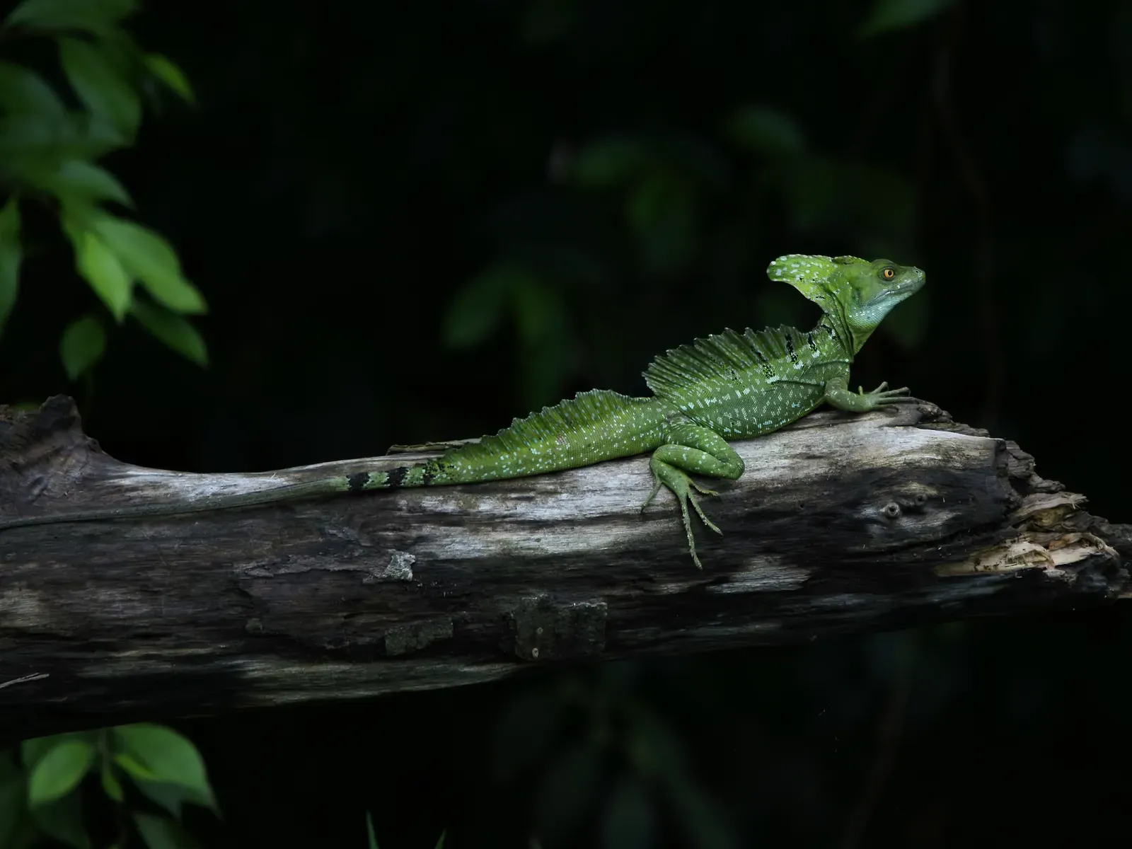 #9 - The Basilisk Lizard Doesn't Walk on Water Using Surface Tension (By Hans Hillewaert, CC BY-SA 4.0)