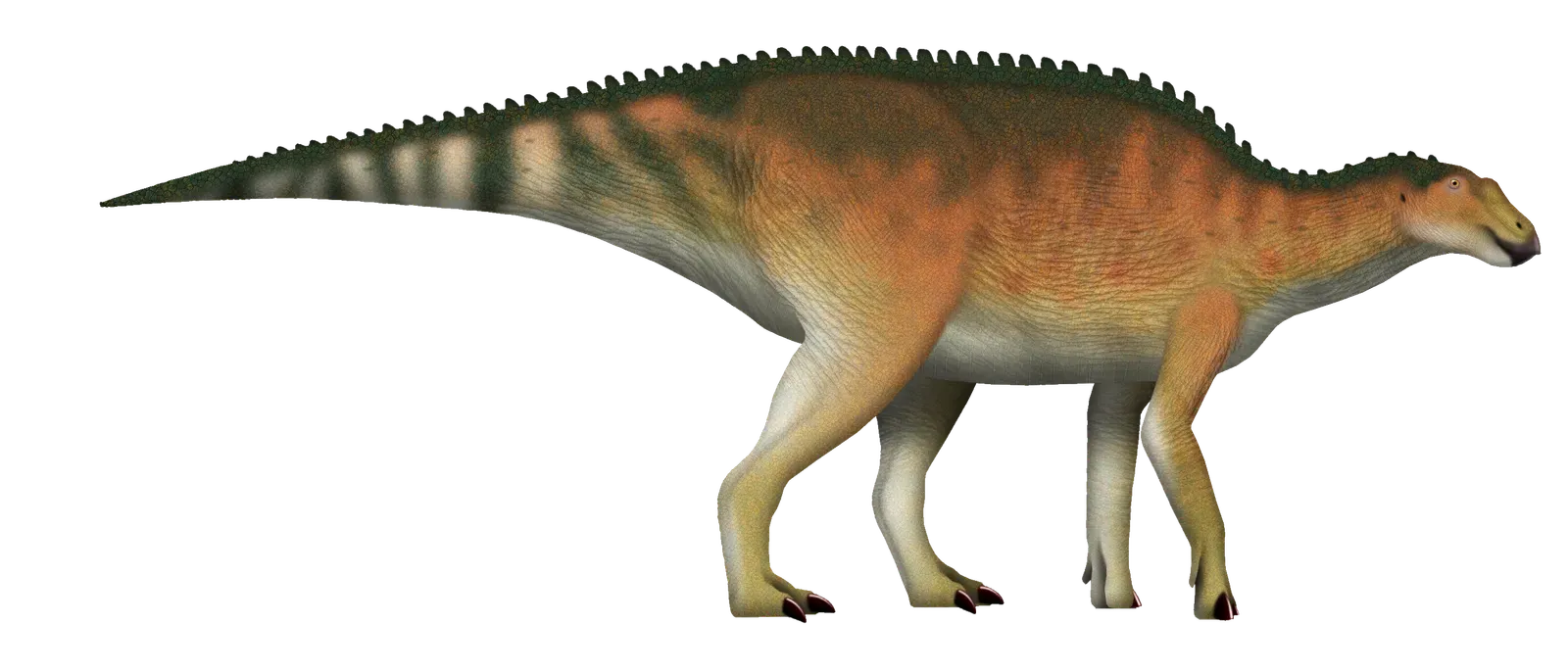 #9 - The Duck-Billed Dinosaur Built on Teeth Alone (By TotalDino, CC BY 4.0)