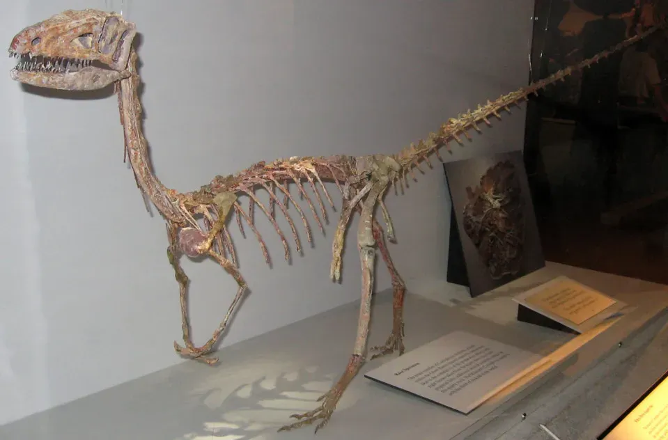 #17 - Coelophysis Briefly Lost Its Own Name to a Newer Discovery (Coelophysis skeleton, CC BY-SA 2.0)