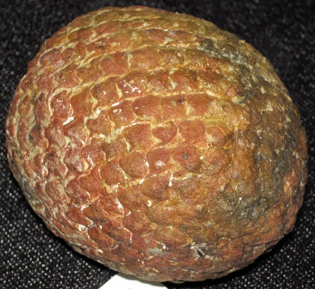 Conifers: The Towering Giants That Fed the Largest Animals Ever (James St. John, Flickr, CC BY 2.0)