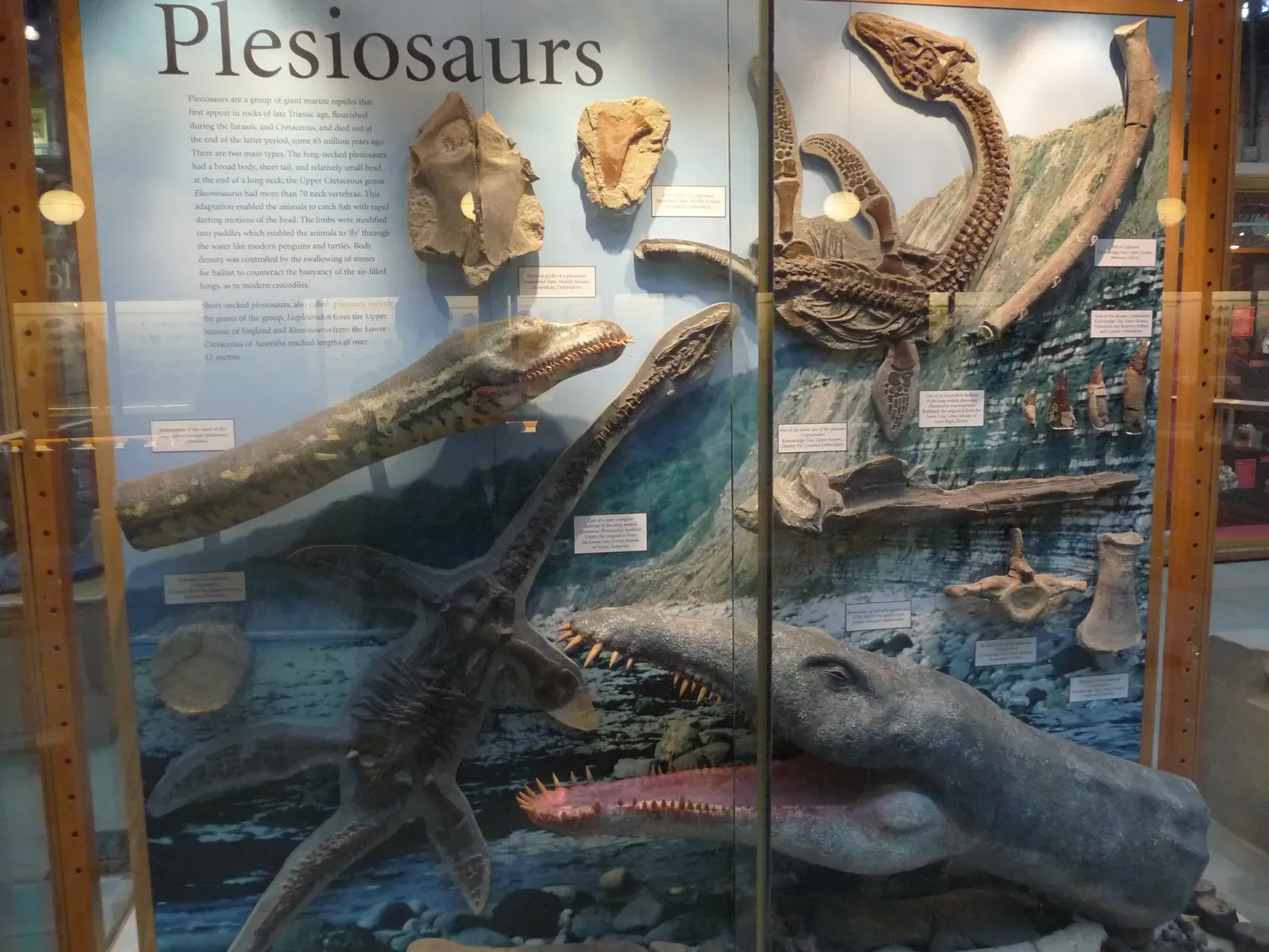 6. Their Skin Has Finally Been Seen - 183 Million Years Later (Natural History MuseumUploaded by FunkMonk, CC BY 2.0)