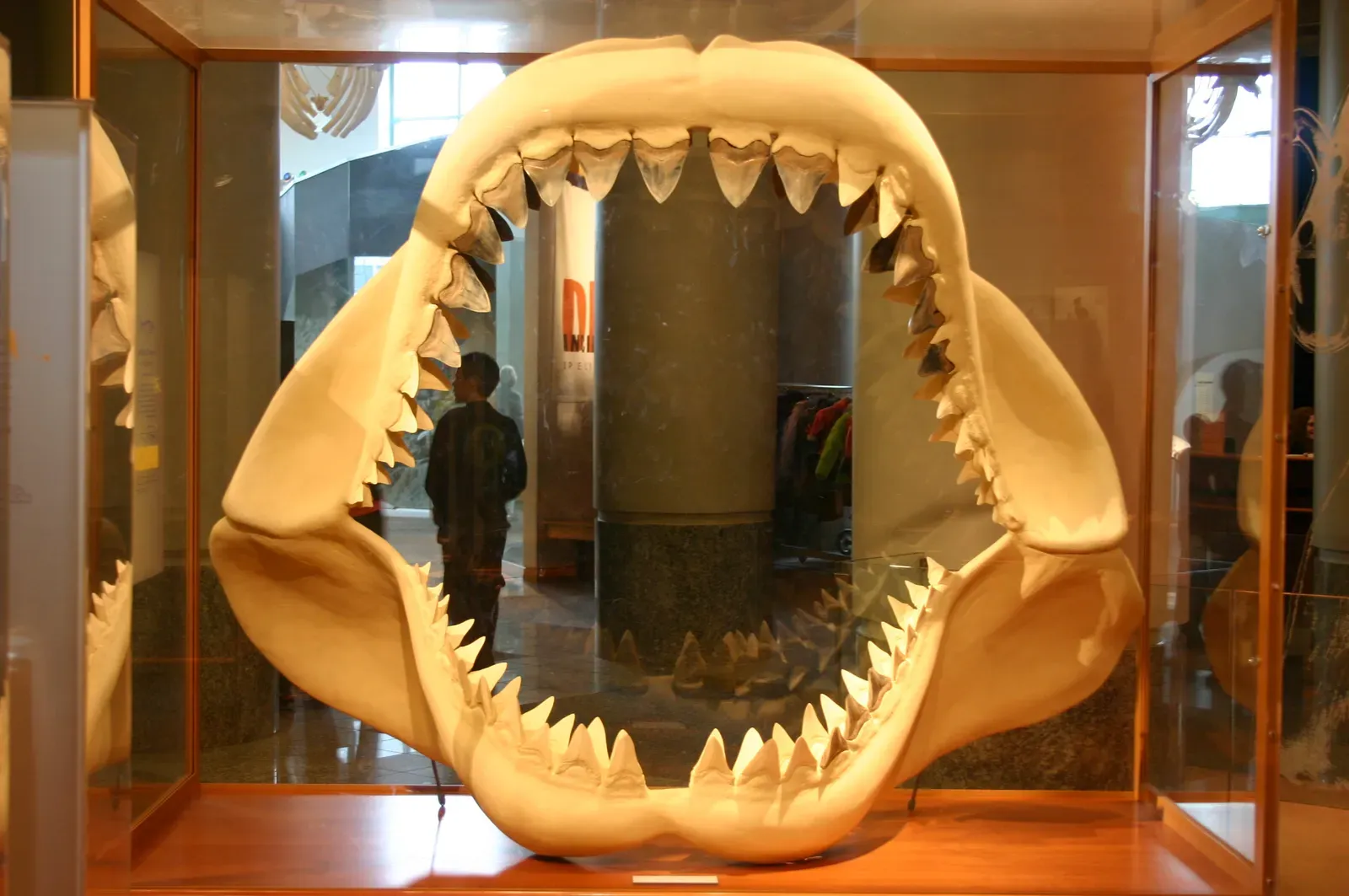 #13 - Megalodon's Jaw Was Built Way Too Big On Purpose (Ancestral Great White Shark Teeth, CC BY-SA 2.0)