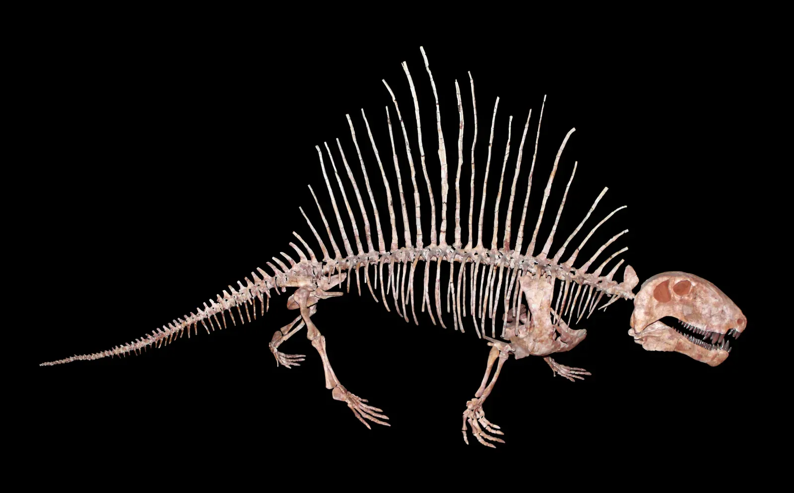 #13 - Dimetrodon: The Wrong Kind of "Early Dinosaur" in the Wrong Pose (By H. Zell, CC BY-SA 3.0)