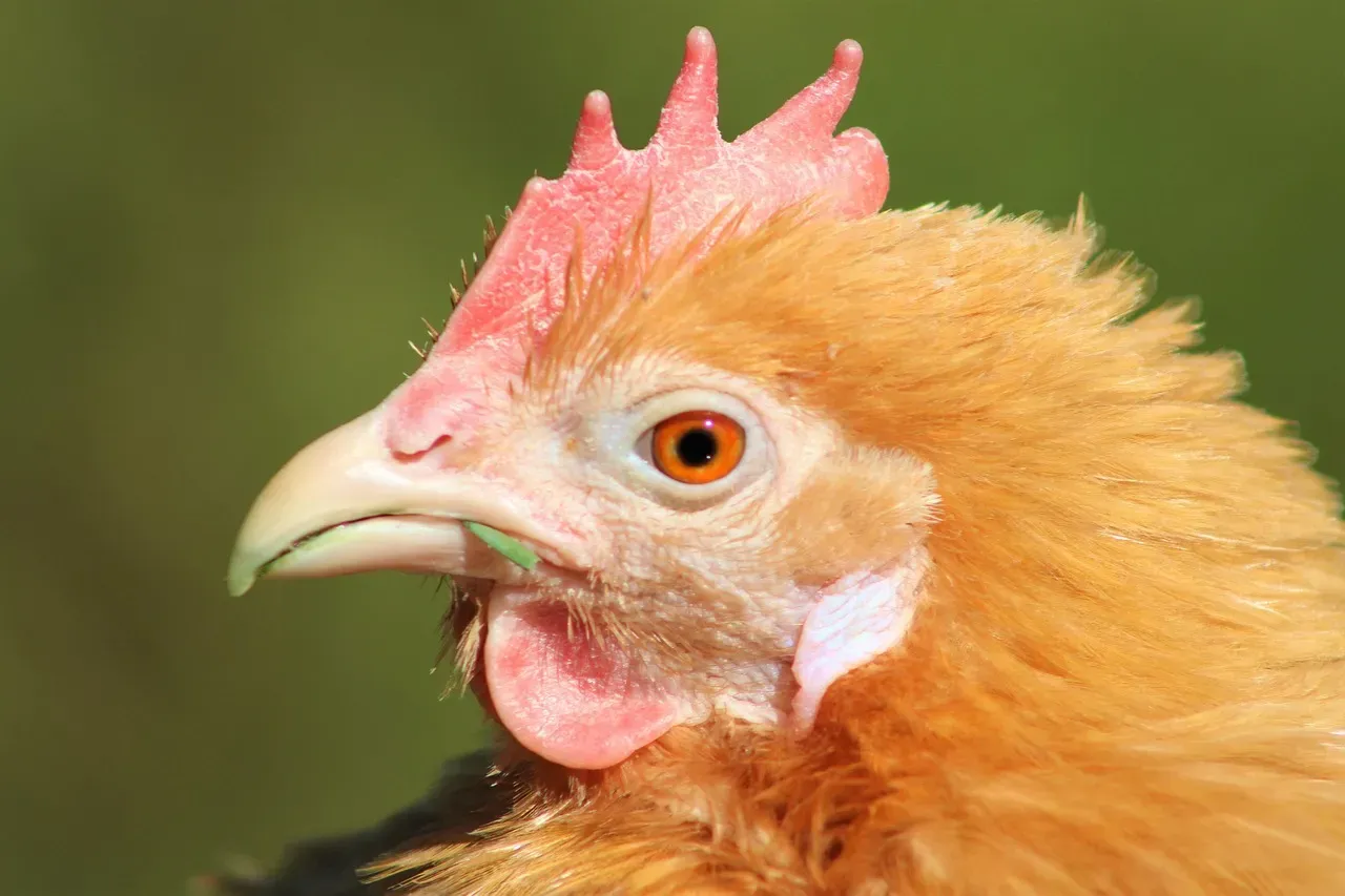 The Beak Revolution Changed Everything (Image Credits: Pixabay)