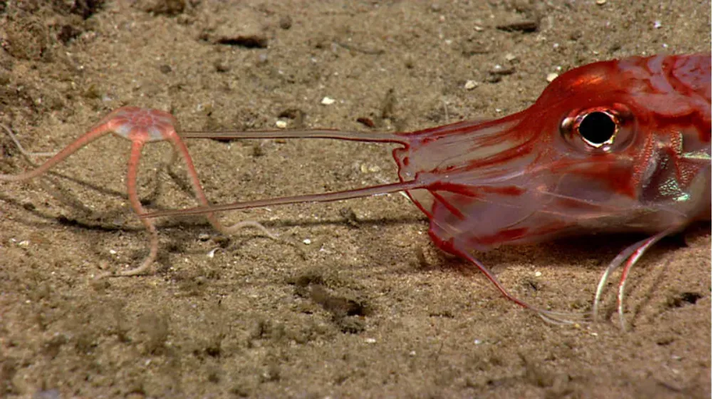 Extreme Pressure, Slow Change: Why Evolution Moves Differently in Trenches (By NOAA Office of Ocean Exploration and Research, Exploring Puerto Rico’s Seamounts, Trenches, and Troughs, Public domain)