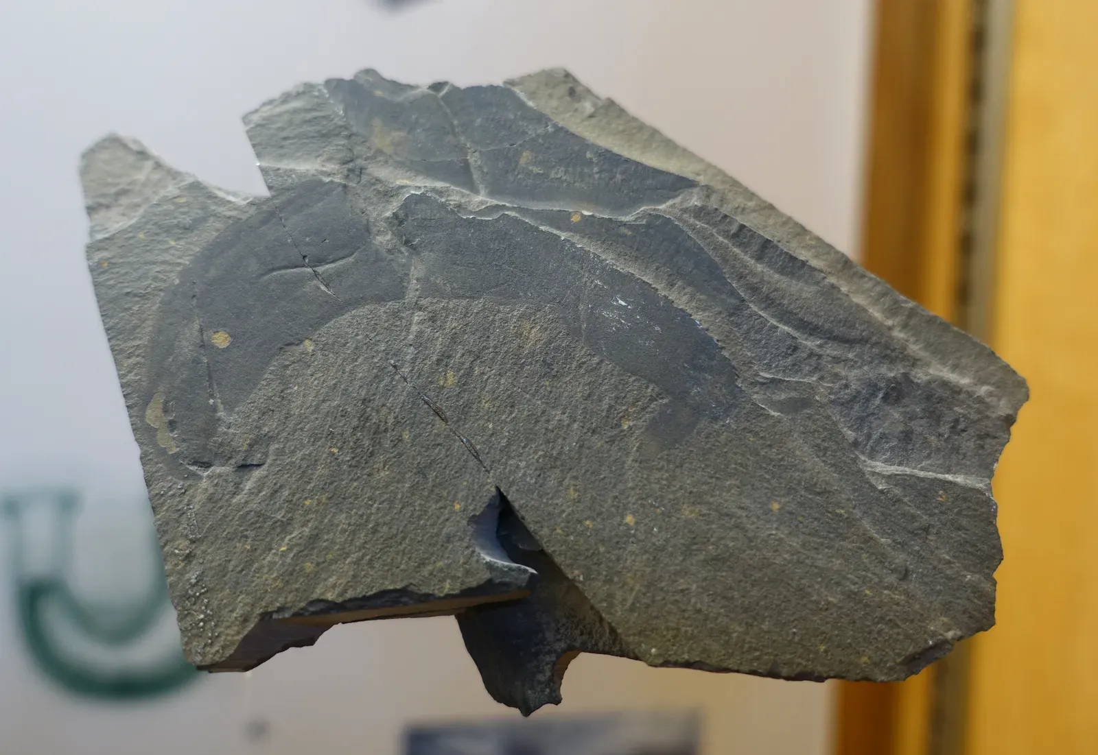 Burgess Shale: A Cambrian Treasure Trove (Image Credits: Wikimedia)