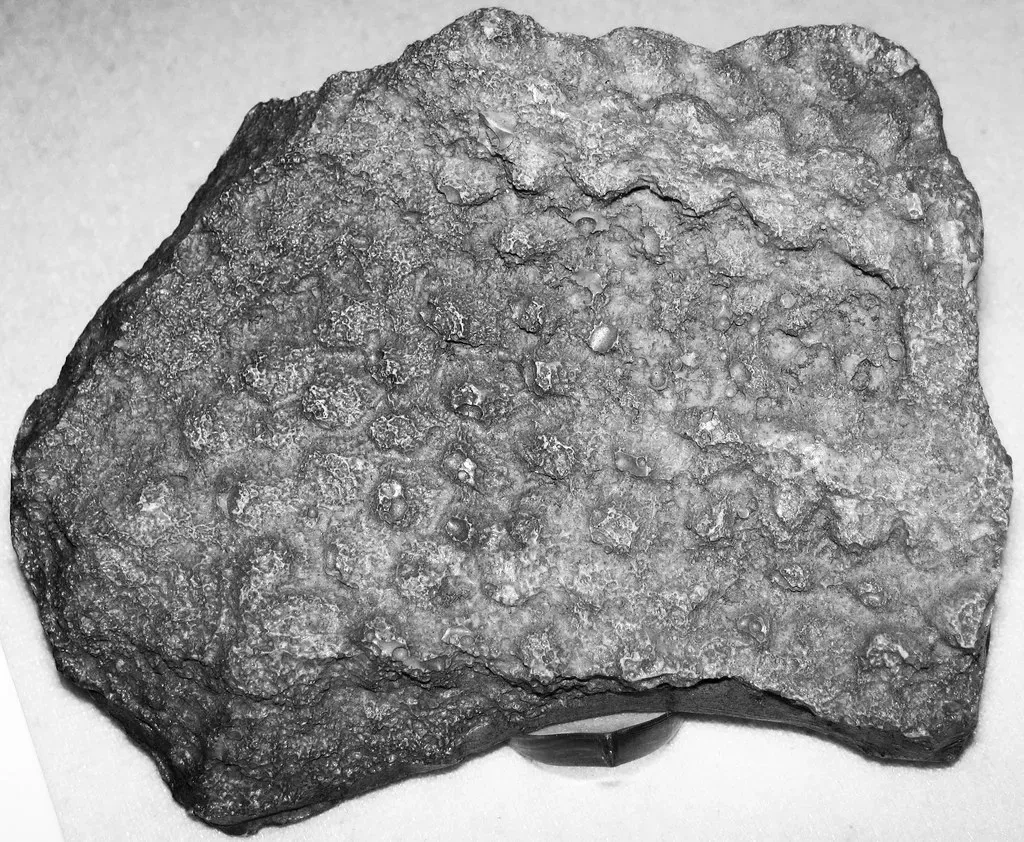 The Future: What We Still Don’t Know About Dinosaur Skin (James St. John, Flickr, CC BY 2.0)