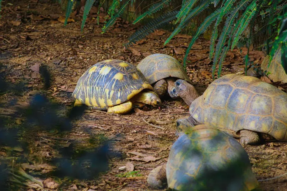 #11 - Whether Tortoises Actually Communicate With Each Other (Image Credits: Pexels)