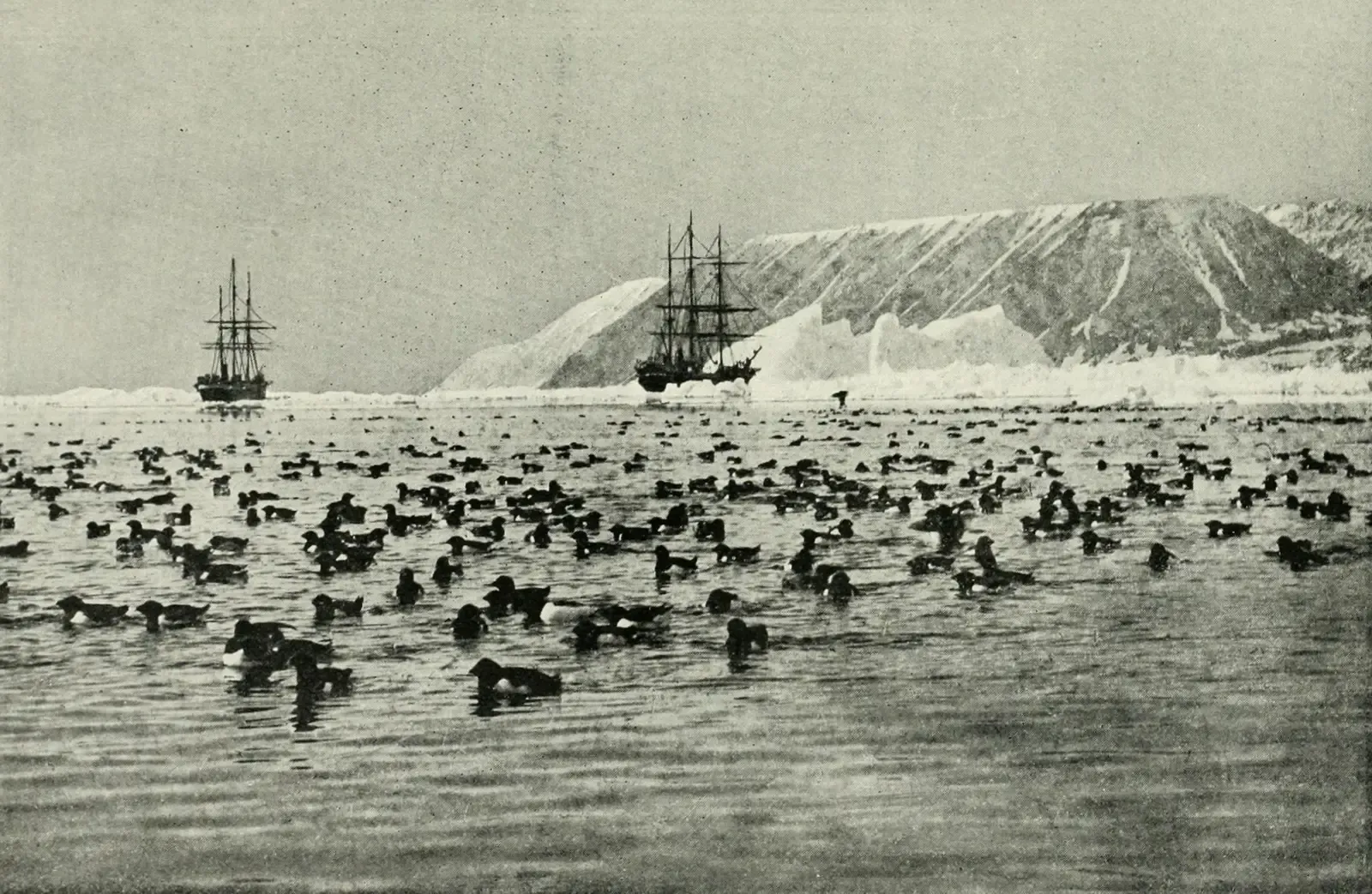 #8 - It Survived Being Herded Onto Ships Like Livestock (Image Credits: Wikimedia)